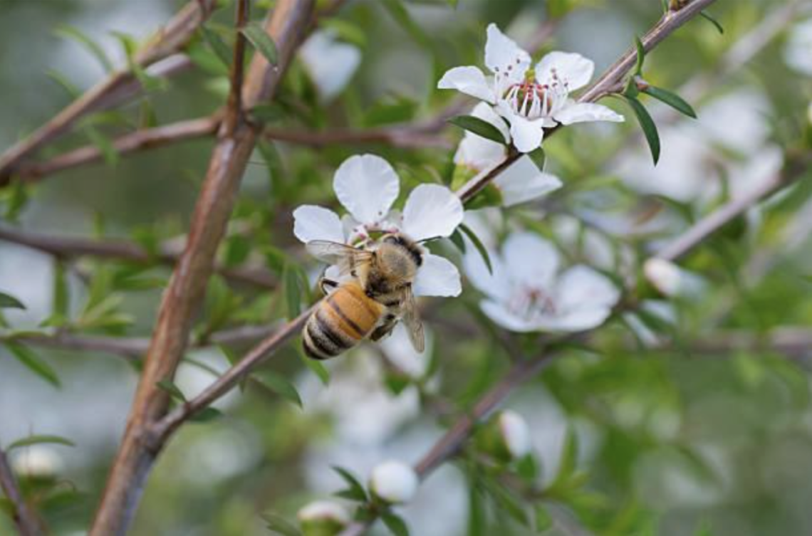 Miel de Manuka