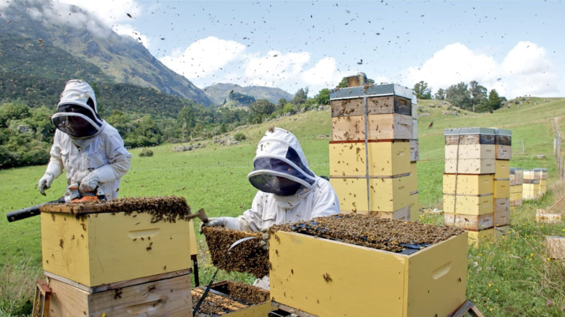 Miel de Manuka